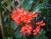 foto Podu Ziedi Clerodendron krūms, Clerodendrum sarkans