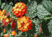 foto I fiori domestici Lantana gli arbusti arancione