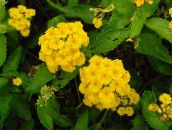 foto I fiori domestici Lantana gli arbusti giallo