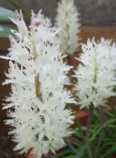 снимка Интериорни цветове Нос Иглика тревисто, Lachenalia бял