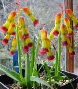 снимка Интериорни цветове Нос Иглика тревисто, Lachenalia жълт