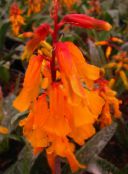 foto Pote flores Cape Cowslip planta herbácea, Lachenalia laranja