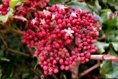 rosa Leea Rosso, Ovest Indiano Agrifoglio, Hawaiian Agrifoglio 