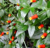 fotografie Oală Flori Bomboane De Viță De Vie De Porumb, Plante Firecracker liană, Manettia roșu