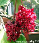 foto Kodus Lilled Efektne Melastome põõsas, Medinilla punane
