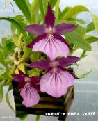 紫 Miltonia 草本植物