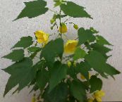 nuotrauka Kambarines gėles Žydėjimo Klevas, Verksmas Klevas, Kinų Žibintas medis, Abutilon geltonas