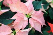 снимка Интериорни цветове Коледна Звезда тревисто, Poinsettia pulcherrima розов
