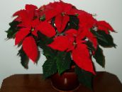 снимка Интериорни цветове Коледна Звезда тревисто, Poinsettia pulcherrima червен