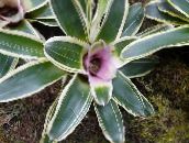 fotografie Pokojové květiny Bromeliad bylinné, Neoregelia šeřík