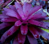 foto Unutarnja Cvjetovi Bromeliad zeljasta biljka, Neoregelia ljubičasta