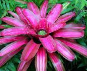 foto Kodus Lilled Bromeliad rohttaim, Neoregelia roosa