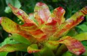 foto Podu Ziedi Bromeliad zālaugu augs, Neoregelia oranžs