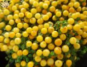 amarillo Planta De Grano Herbáceas
