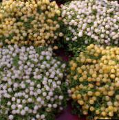 fénykép Pot Virágok Gyöngy Növény, nertera fehér
