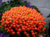 фотографија Затворене Цветови Перла Биљка травната, nertera црвено