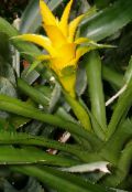 fotoğraf Saksı çiçekleri Nidularium otsu bir bitkidir sarı