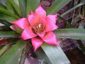 roze Nidularium Kruidachtige Plant