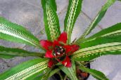 foto Pot Blomster Nidularium urteagtige plante rød