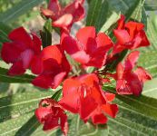 fotografie Kvetinové Kvety Rose Bay, Oleander kríki, Nerium oleander červená