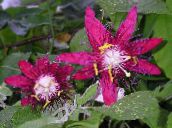 fotografie  Floarea Pasiunii liană, Passiflora vin roșu