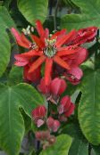 fotoğraf Saksı çiçekleri Tutku Çiçeği tropik sarmaşık, Passiflora kırmızı