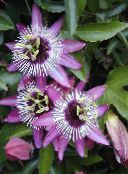 fotografie  Floarea Pasiunii liană, Passiflora liliac