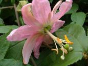 fotografie  Floarea Pasiunii liană, Passiflora roz