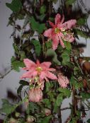 fénykép  Golgotavirág kúszónövény, Passiflora rózsaszín
