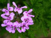 紫丁香 天竺葵 草本植物