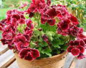 fotoğraf Saksı çiçekleri Sardunya otsu bir bitkidir, Pelargonium koyu kırmızı