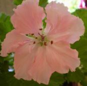 照片 盆花 天竺葵 草本植物, Pelargonium 粉红色