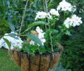 mynd Pottinn blóm Geranium herbaceous planta, Pelargonium hvítur