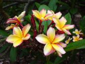 nuotrauka Kambarines gėles Plumeria krūmas geltonas