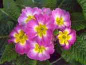 розов Primula, Градинска Иглика С Гладки Листа Тревисто