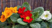 червен Primula, Градинска Иглика С Гладки Листа Тревисто