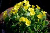 照片  报春花，木耳 草本植物, Primula 黄
