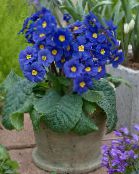foto Pote flores Primula, Auricula planta herbácea azul escuro