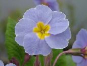 fotoğraf Saksı çiçekleri Primula, Auricula otsu bir bitkidir açık mavi