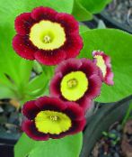 フォト ポットの花 プリムラ、耳介 草本植物, Primula クラレット