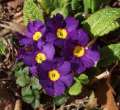 violet Primula, Auricula Planta Erbacee