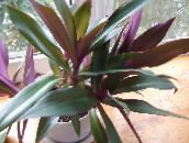 bilde Pot Blomster Rhoeo Tradescantia urteaktig plante lilla