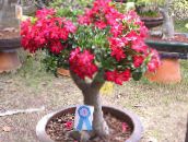 fotografie Kvetinové Kvety Púštne Ruže drevá, Adenium červená