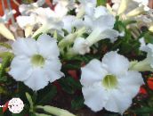 フォト ポットの花 砂漠の薔薇 木, Adenium ホワイト