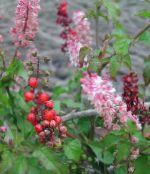 foto Podu Ziedi Bloodberry, Rouge Augu, Baby Pipari, Pigeonberry, Coralito krūms, Rivina sārts