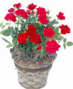 foto Krukblommor Rose buskar röd