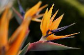 フォト ポットの花 楽園の鳥、クレーンの花、stelitzia 草本植物, Strelitzia reginae オレンジ