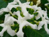 fotoğraf Saksı çiçekleri Tabernaemontana, Muz Çalı çalı beyaz