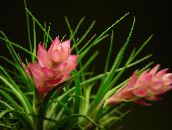 фотографија Затворене Цветови Тилландсиа травната, Tillandsia розе