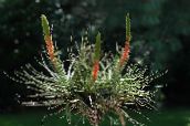 フォト ポットの花 ティランジア属 草本植物, Tillandsia 赤